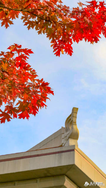 红叶1.jpg