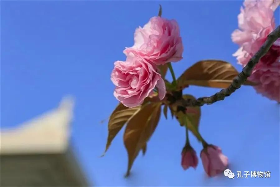 1680488731860515.jpg